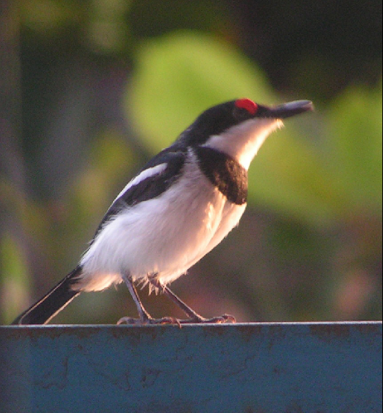 J05 oiseaux003bis