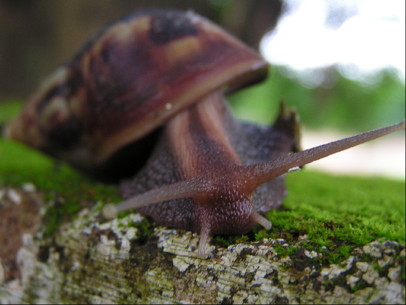 escargot002