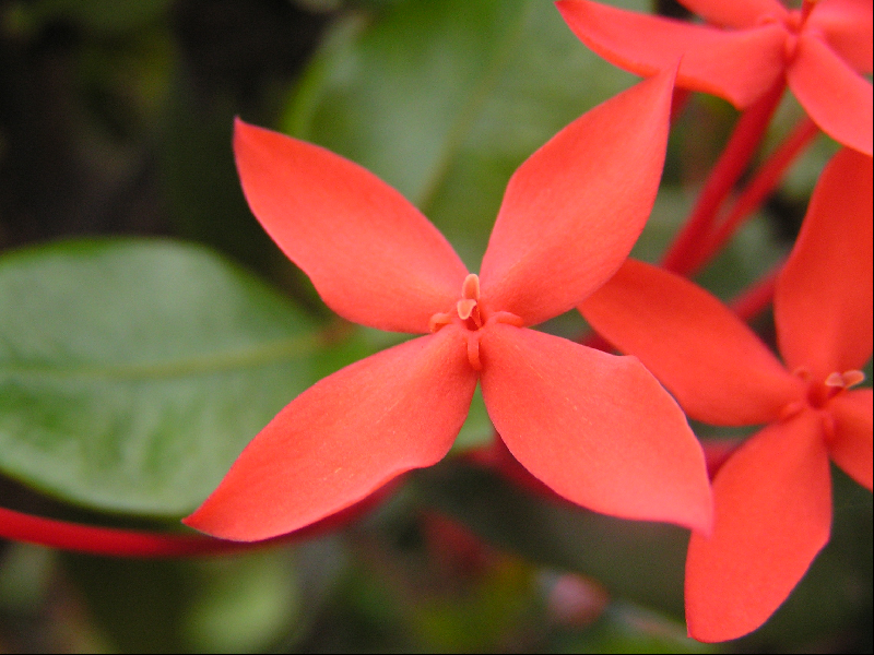fleurs001