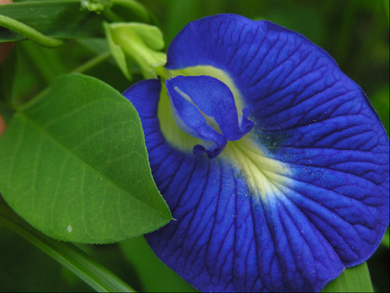 fleurs006