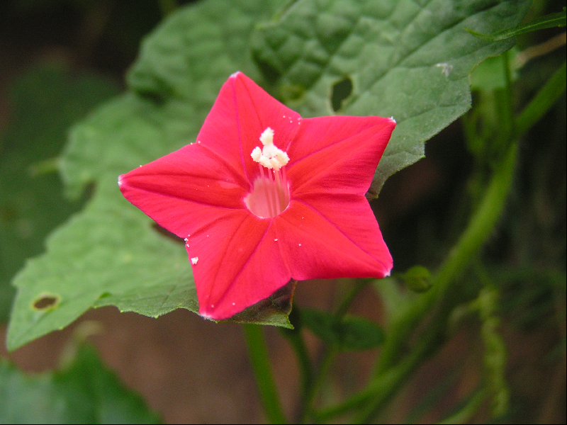 fleurs007