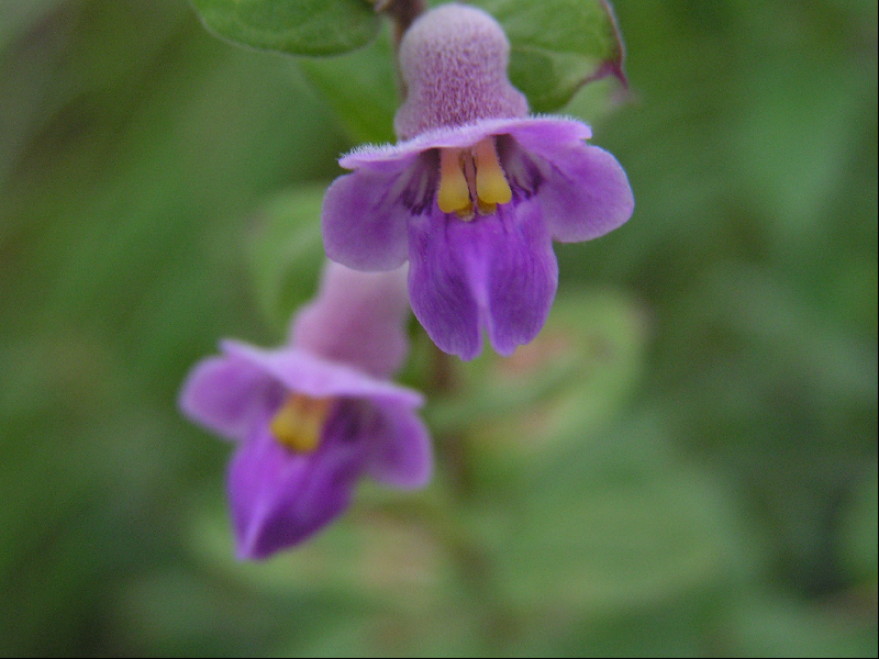fleurs010