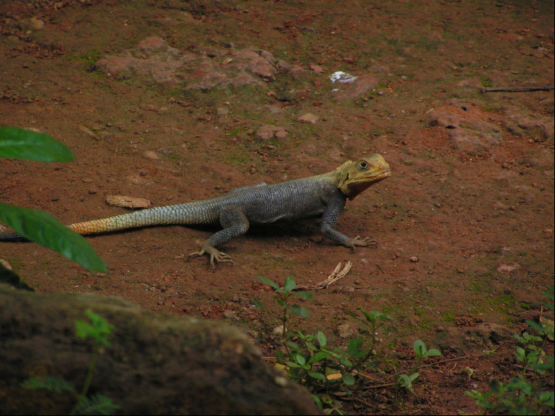 margouya001