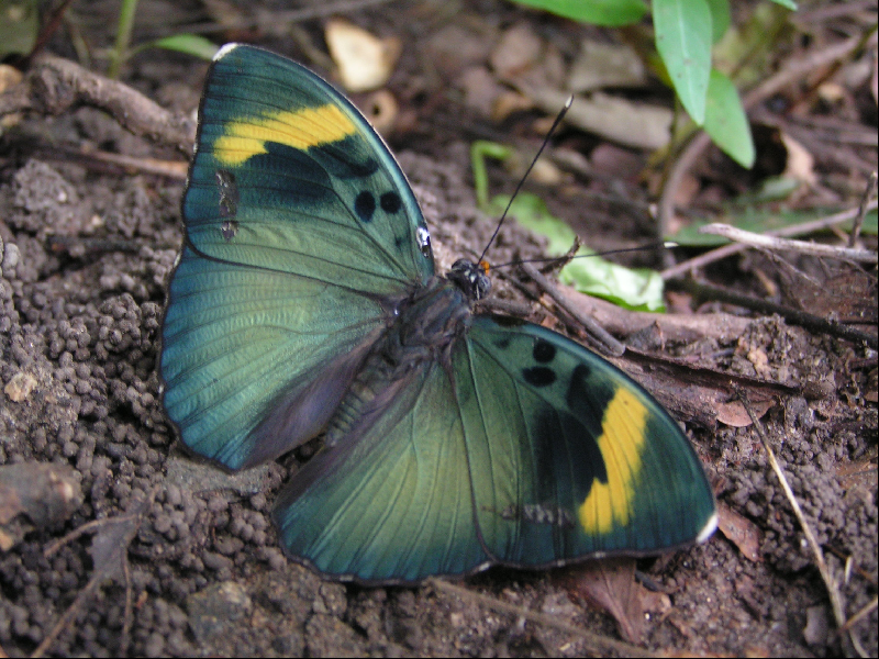 papillon001