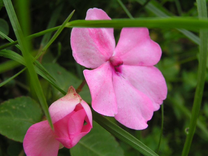 fleur 05