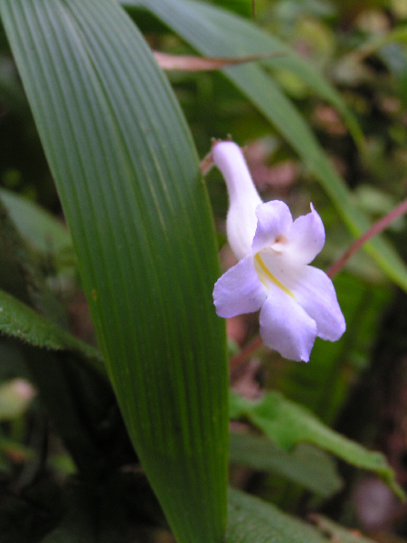 fleur 06