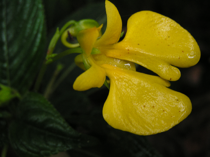 fleur 10