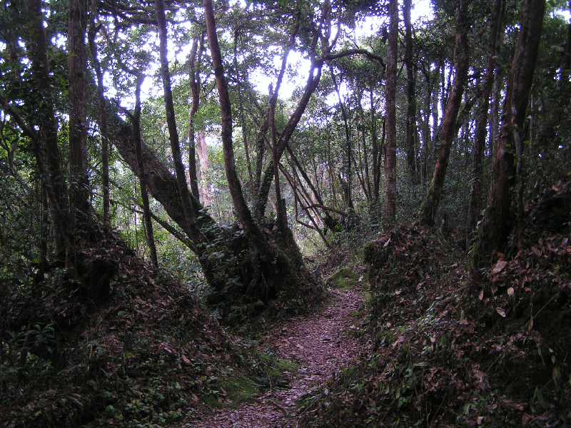 j01 gunung berembun 01