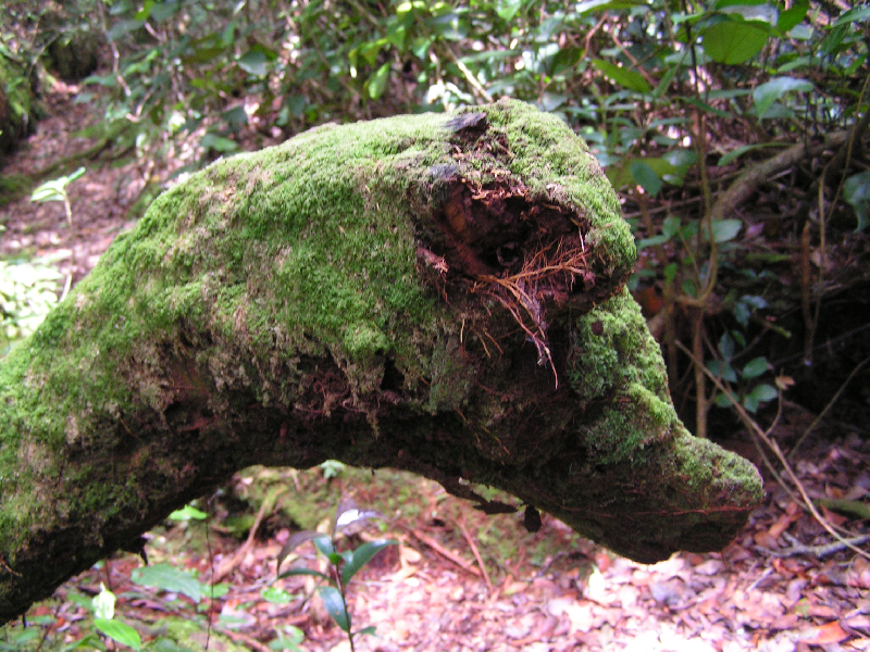j02 gunung jasar 01