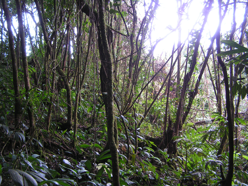 j02 gunung jasar 03