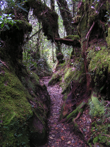 j03 gunung brinchang 03