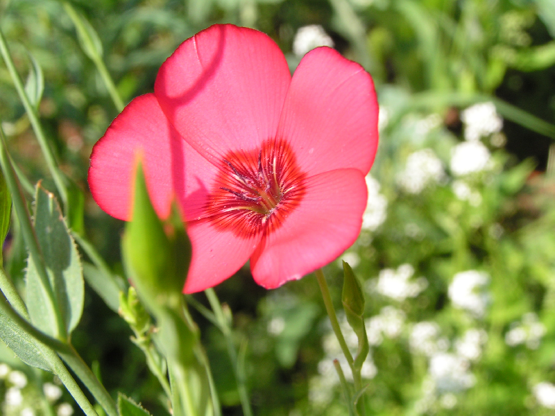 fleur011