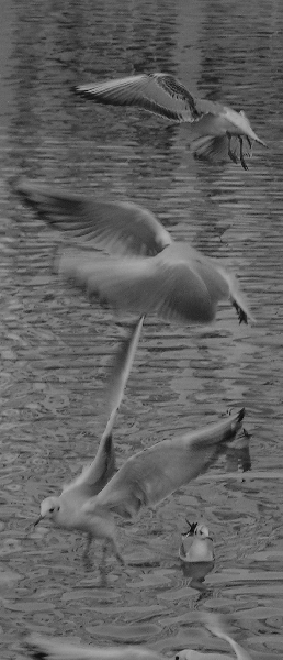 mouettes