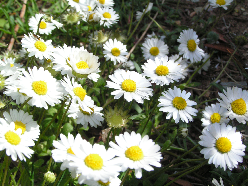 paquerettes001