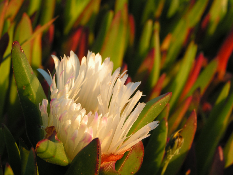 plantes grasses002