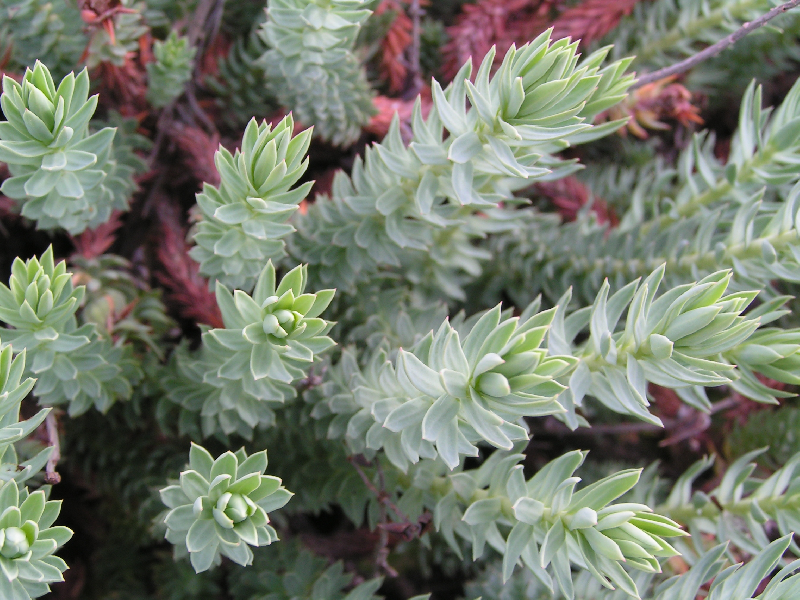 plantes grasses005