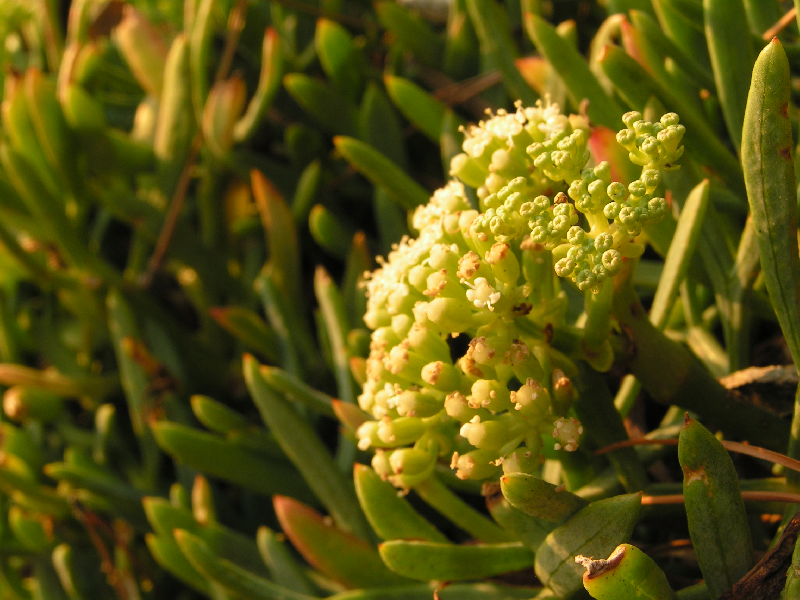 plantes grasses007