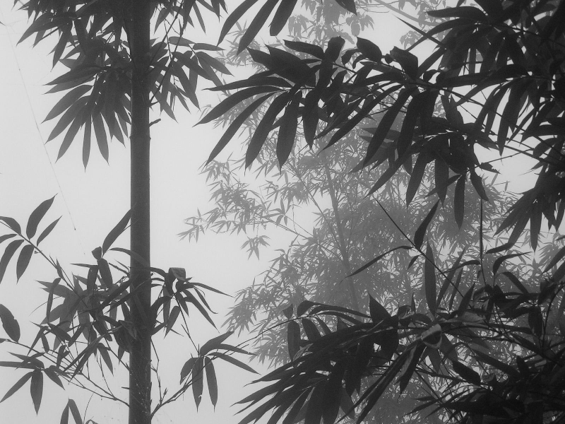 bac ha 08