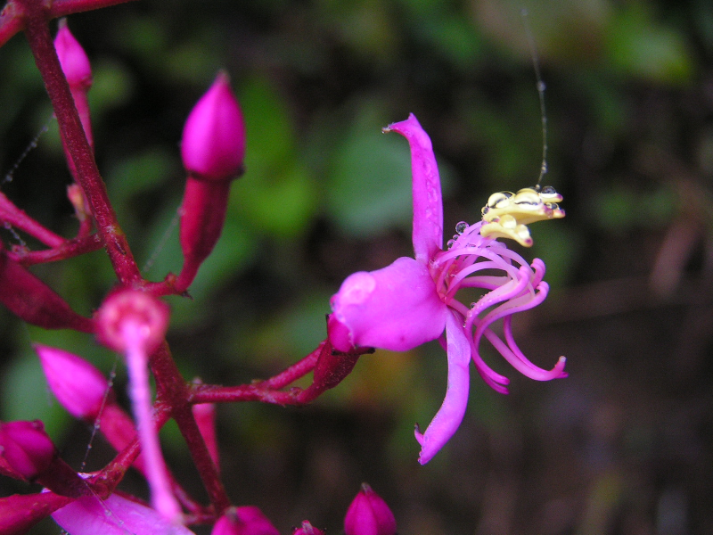 bac ha 09