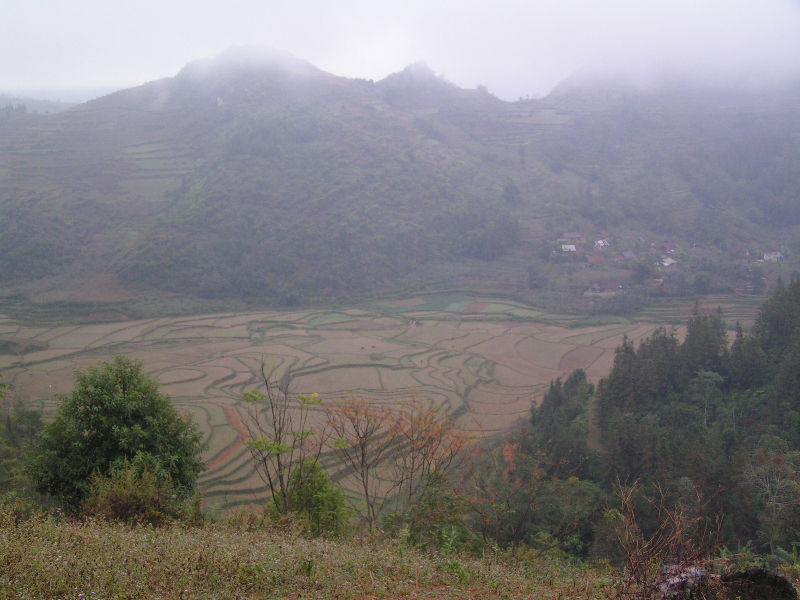 bac ha 10